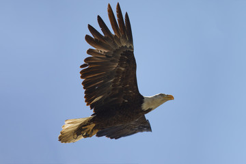 Bald eagle flying after catching a mouse, seen in the wild in  North California