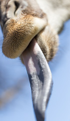 Giraffe shows the language in nature