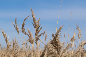 reeds against a blue sky
