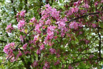 Obraz premium Crabapple flowers pink