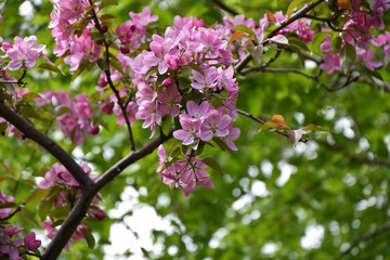 Crabapple flowers pink