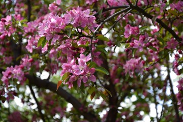 Crabapple flowers pink