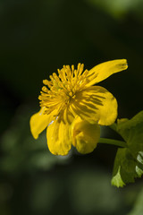 Marigold marsh flower in macro view.