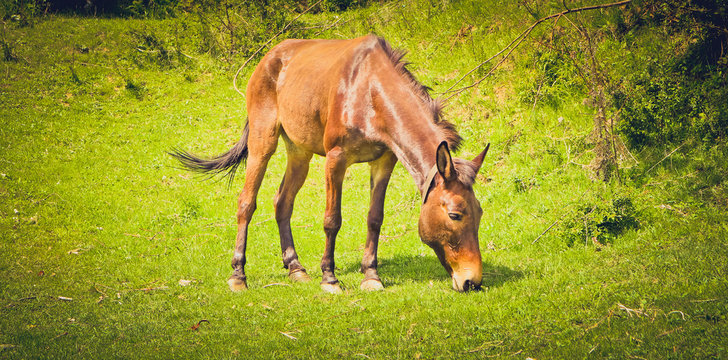 Photo depicts beautiful lovely brown Big donkey gazing on a green grass yard. Domestic big mule on a sunlight eating grass.