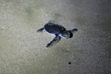 Schildkrötenbaby bei Nacht