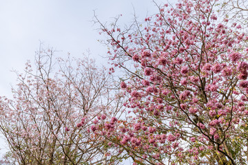 Pink trumpet tree flowers with blue sky behind, background