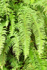 Fern leaf. Fern leaves foliage in the forest
