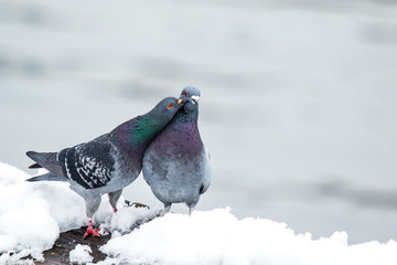 Couple of cute pigeons mating in the spring.
