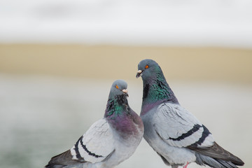 Couple of cute pigeons mating in the spring.