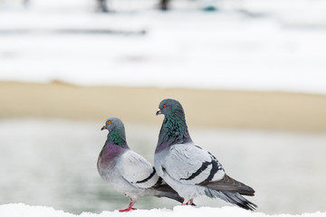 Couple of cute pigeons mating in the spring.