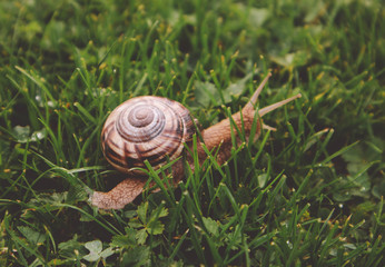 Photo depicts a wild lovely big beautiful snail with spiral shell. Amazing helix in the garden, crawling in a fresh green grass, good sunny weather. Marco, close up view.