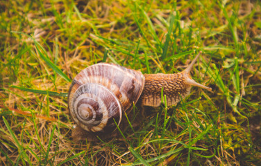 Photo depicts a wild lovely big beautiful snail with spiral shell. Amazing helix in the garden, crawling in a fresh green grass, good sunny weather. Marco, close up view.