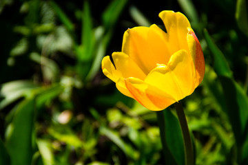 Yellow tulips on flowerbed in garden