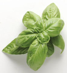Foglie di Basilico