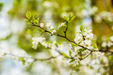 cherry in bloom
