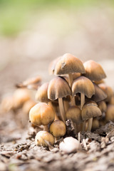 Inedible mushrooms on the ground in the park