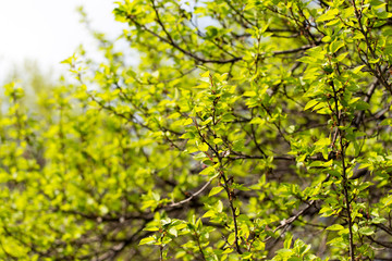 Small green leaves on a tree in spring
