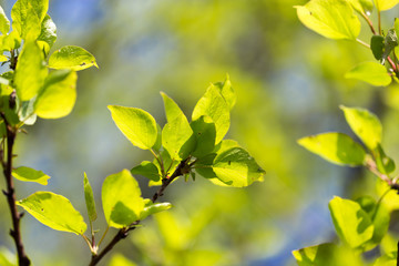 Small green leaves on a tree in spring