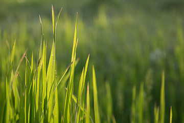 Green grass in the rays of the setting sun