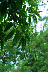 green mango with leave on tree