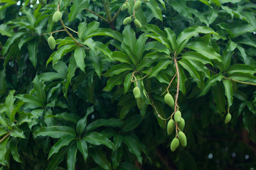 green mango with leave on tree