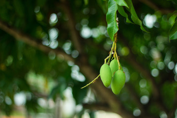 Closeup green mango with leave on tree