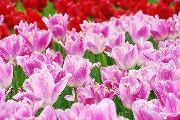 Obraz premium Tulipany