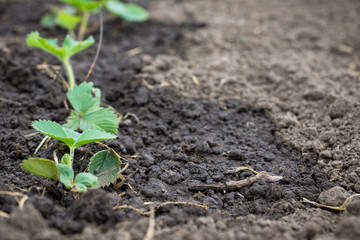 Strawberry plant growth in the farm. Selective focus.