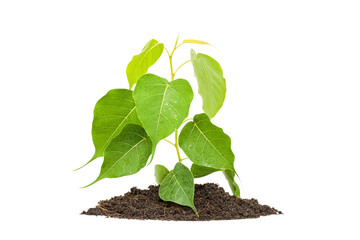 plant tree white background