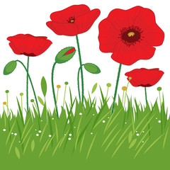 Fototapeta premium Poppy flowers in the grass. Vector illustration background