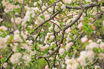 blossom