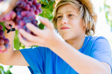 Boy in vineyard