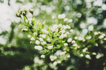 flowers Apple background