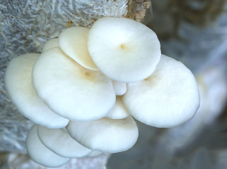 The beauty of abalone mushroom growing in the farm. This is a way to grow mushrooms almost like nature for good nutritional quality for human health