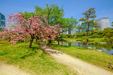 Blossoming cherry tree in Hamarikyu Gardens, Tokyo, Chuo district, Japan. Oriental japanese garden during Hanami. The Hama Rikyu is in contrast to the skyscrapers of the adjacent Shiodome district.