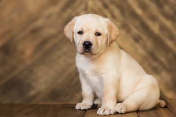 Fototapeta na wymiar Labrador puppy, on a brown background