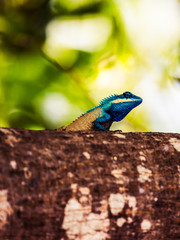 Blue crested lizard