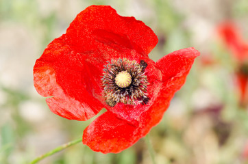  Red Poppy Wildflower In A Summer Day Closeup