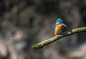 Common kingfisher perched on branch looking sideways.