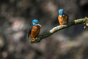 Two kingfisher birds perched on branch looking down into water for fish.