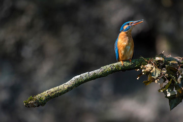 Alert kingfisher on branch with threatening attitude.