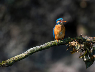 Alert kingfisher on branch with threatening attitude.