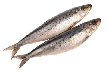 Herring on a white background
