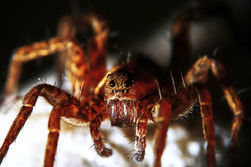 Large spider in the wild