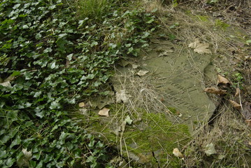 Pszczyna, Cmentarz zydowski.