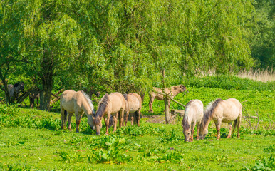 Naklejka na ściany i meble Horses in a meadow in wetland in spring