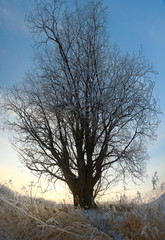 Obraz na płótnie Canvas tree grass frost sky nature
