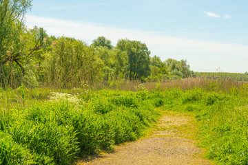 Path through trees in wetland in spring