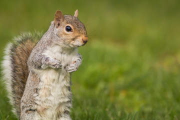 Adorable Eastern Gray Squirrel (Sciurus carolinensis) standing upright to side on a bright day with room for copy on side