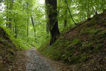 Obraz premium Ojcowski Park Narodowy.